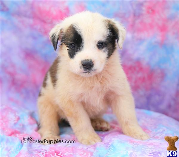 Saint Bernard Puppies