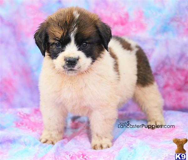 Saint Bernard Puppies