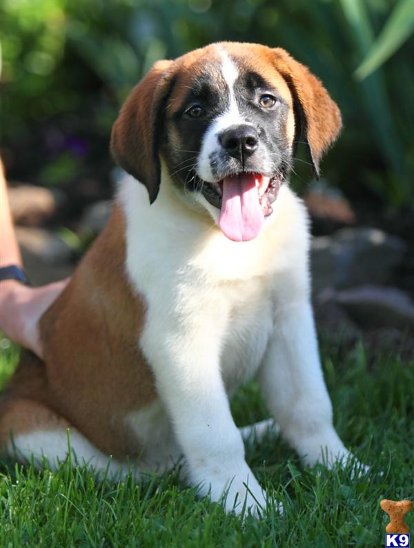 Saint Bernard Puppies