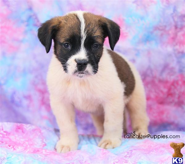 Saint Bernard Puppies