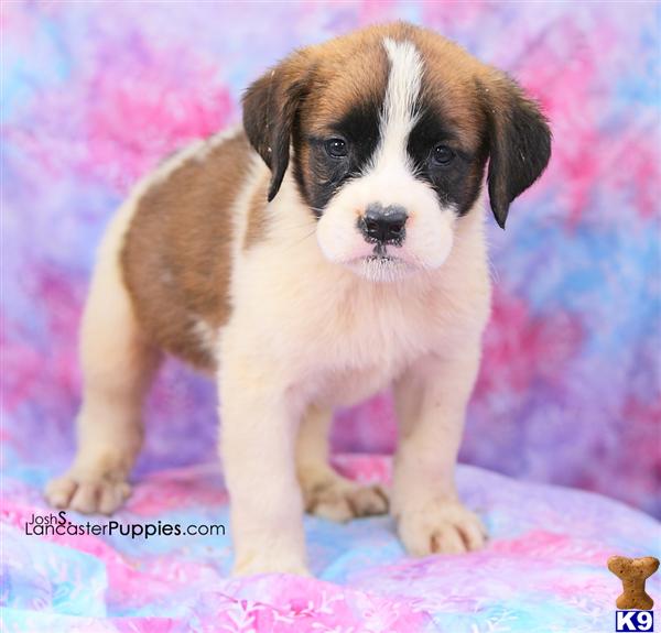 Saint Bernard Puppies