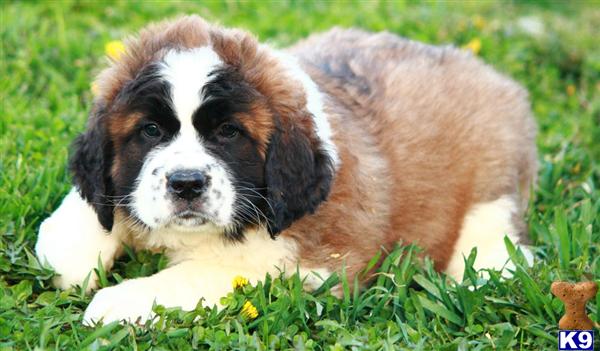 st bernard puppies for sale in pa newfoundland breeders in pittsburgh pa breeds picture st bernard puppies for sale in pa newfoundland breeders in pittsburgh pa breeds picture