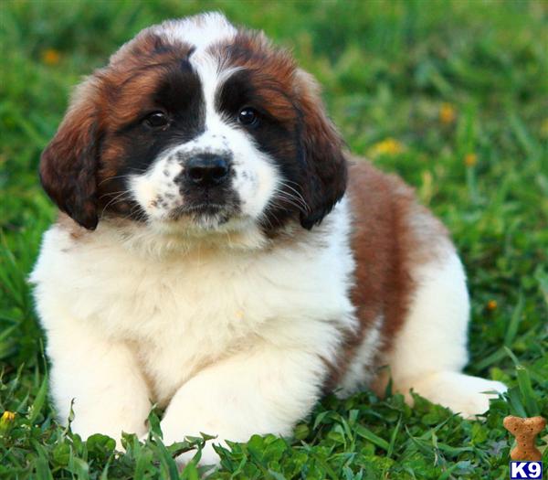 Saint Bernard Puppies