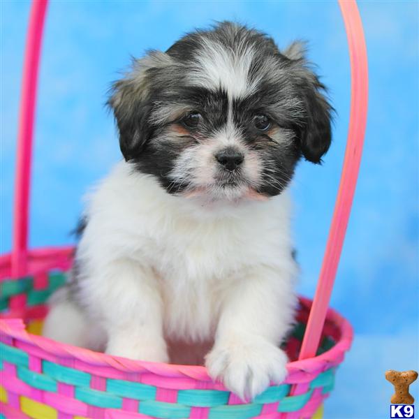 Lhasa Apso Puppies
