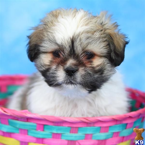 Lhasa Apso Puppies