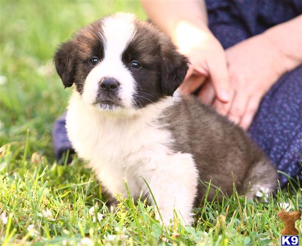 Saint Bernard Puppies in PA