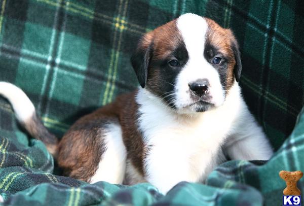 Saint Bernard Puppies in PA