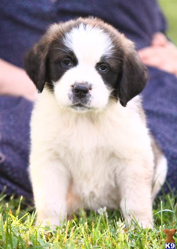 Saint Bernard Puppies in PA