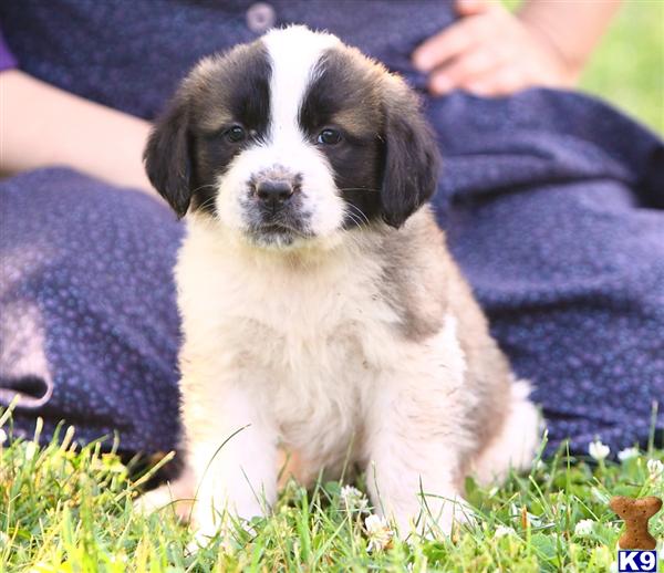 Saint Bernard Puppies in PA