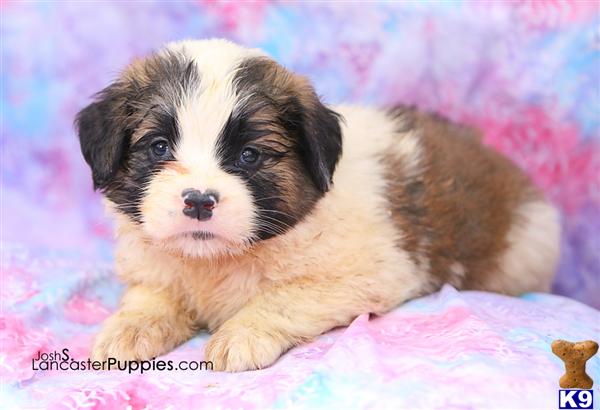 Saint Bernard Puppies in PA