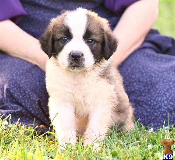 Saint Bernard Puppies