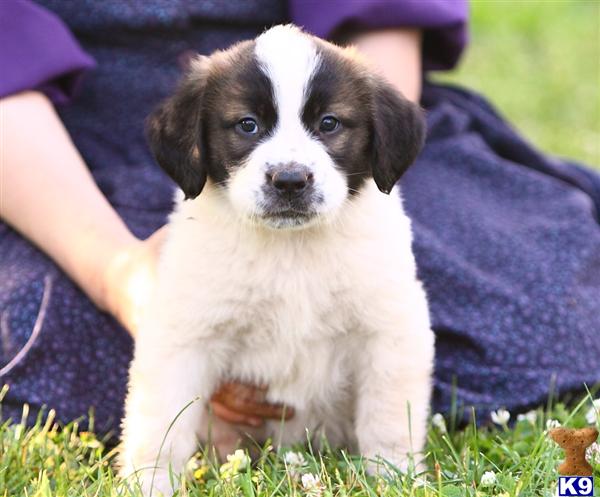 Saint Bernard Puppies in PA