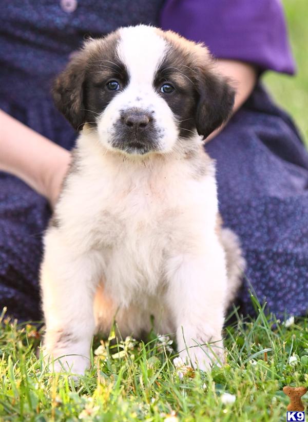 Saint Bernard Puppies