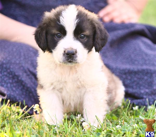 Saint Bernard Puppies