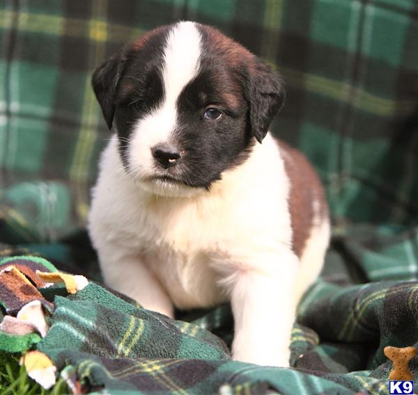 Saint Bernard Puppies in PA