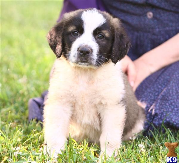 Saint Bernard Puppies in PA