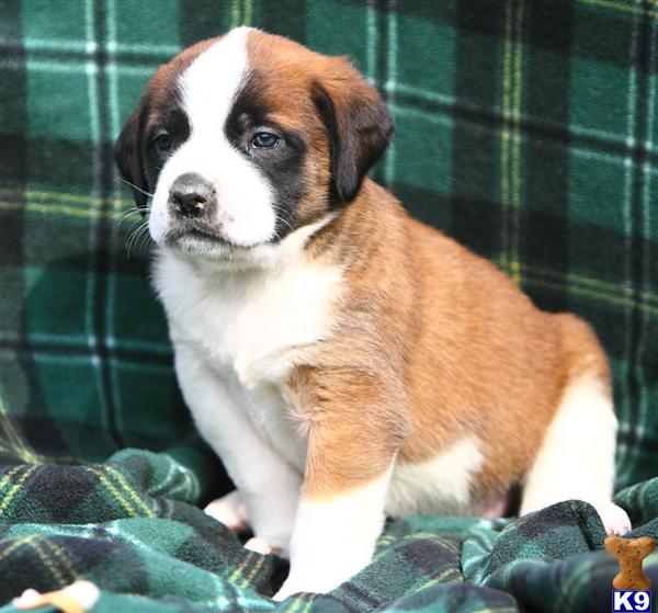 Saint Bernard Puppies in PA