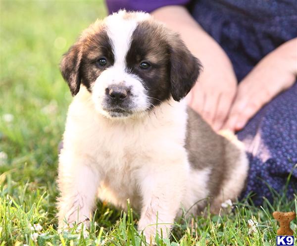 Saint Bernard Puppies in PA