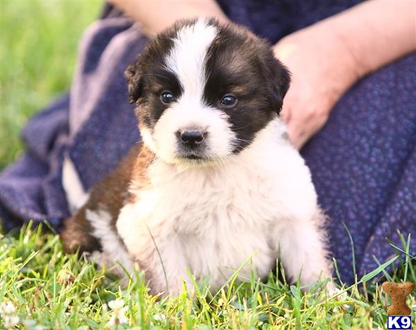 Saint Bernard Puppies in PA