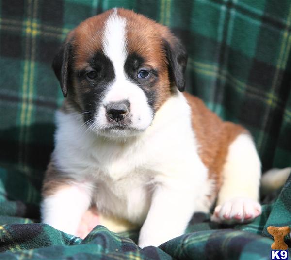 Saint Bernard Puppies in PA