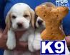 Beagle Puppies in IL