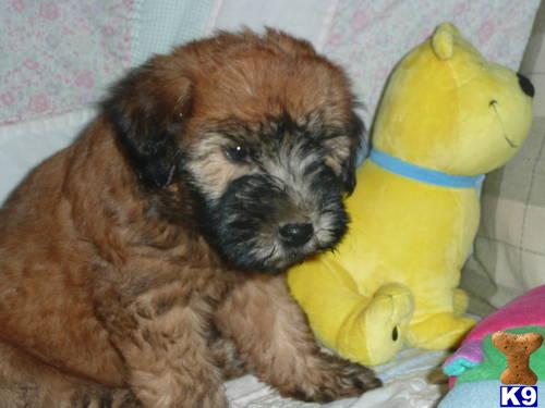 Soft Coated Wheaten Terrier Puppies