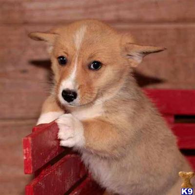 Pembroke Welsh Corgi Puppies for Sale