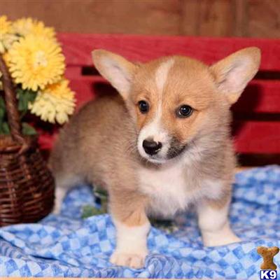 Pembroke Welsh Corgi Puppies for Sale