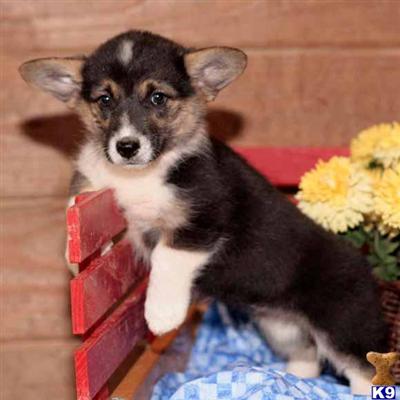 Pembroke Welsh Corgi Puppies for Sale