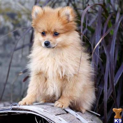 Pomeranian Puppies for Sale