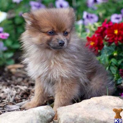 Pomeranian Puppies for Sale