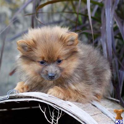 Pomeranian Puppies for Sale