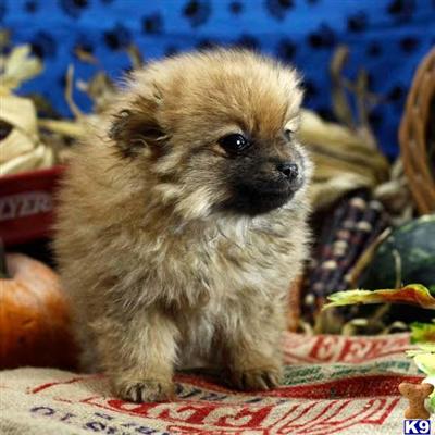 Pomeranian Puppies for Sale