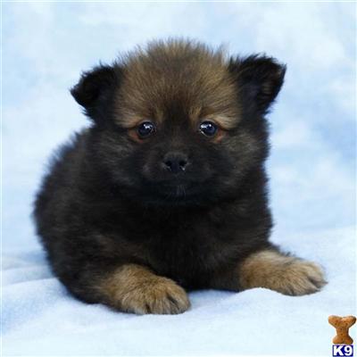 Pomeranian Puppies for Sale