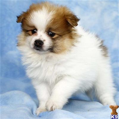 Pomeranian Puppies for Sale