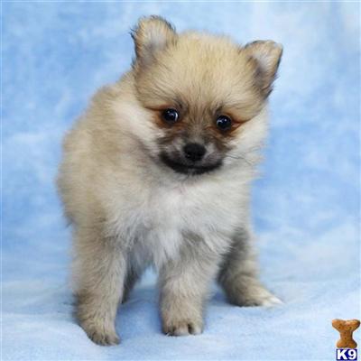 Pomeranian Puppies for Sale