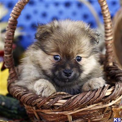 Pomeranian Puppies for Sale