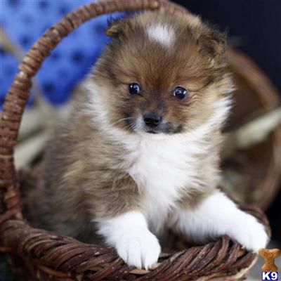 Pomeranian Puppies for Sale