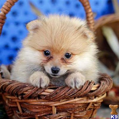 Pomeranian Puppies for Sale