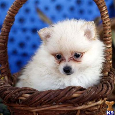 Pomeranian Puppies for Sale