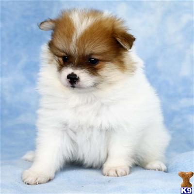 Pomeranian Puppies for Sale