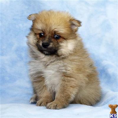 Pomeranian Puppies for Sale