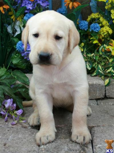 Labrador Retriever Puppies for Sale