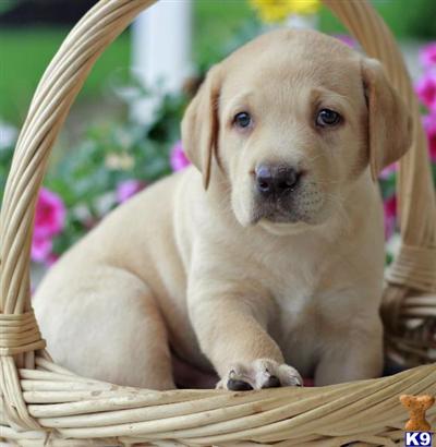 Labrador Retriever Puppies for Sale