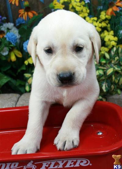 Labrador Retriever Puppies for Sale