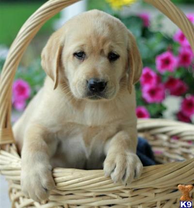 Labrador Retriever Puppies for Sale
