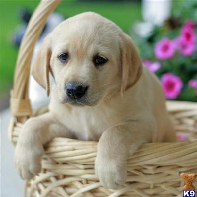 Labrador Retriever Puppies for Sale
