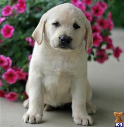 Labrador Retriever Puppies for Sale