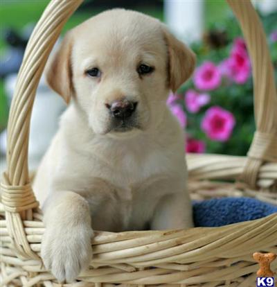 Labrador Retriever Puppies for Sale
