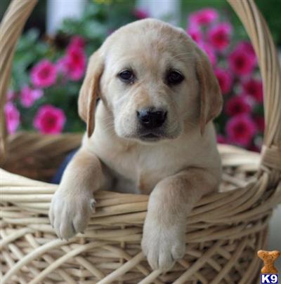 Labrador Retriever Puppies for Sale